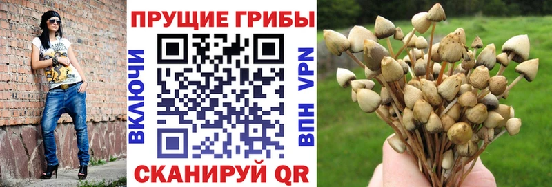 omg ссылки  как найти закладки  Ачинск  Галлюциногенные грибы Cubensis 